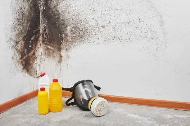 Best Attic Mold Remediation in Hudson, IL