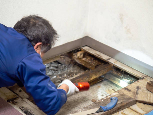 Best Post-Remediation Services in Hudson, IL