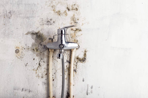 Best White Mold Remediation in Hudson, IL