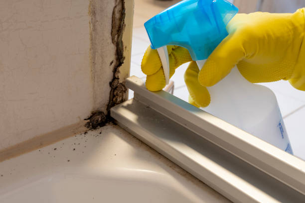 Best Bathroom Mold Remediation in Hudson, IL