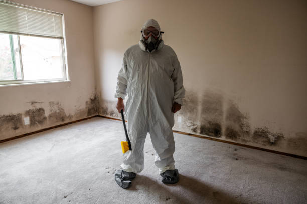 Best Residential Mold Remediation in Hudson, IL