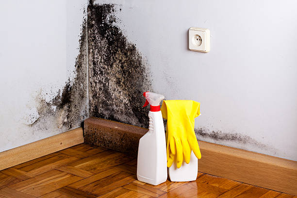 Best Black Mold Remediation in Hudson, IL
