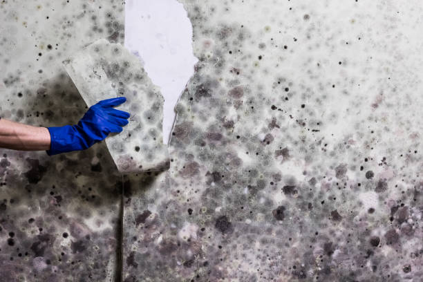 Best HVAC Mold Remediation in Hudson, IL