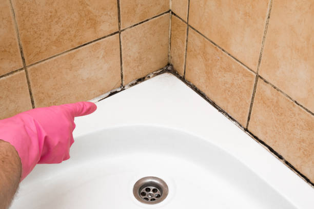 Best Residential Mold Remediation in Hudson, IL